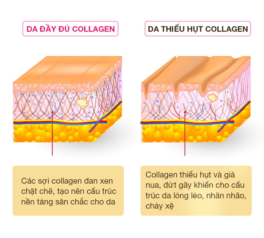 Trẻ hóa làn da từ Collagen